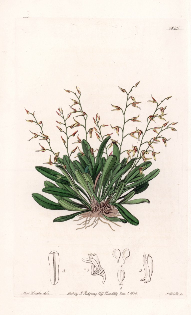 兰花:表皮细胞的变种--S.Watts雕刻的图版，来自Sarah Anne Drake（1803-1857）的插图，出自英国Sydenham Edwards（1768-1819）的植物学登记册 作者 西德纳姆·泰斯特·爱德华兹