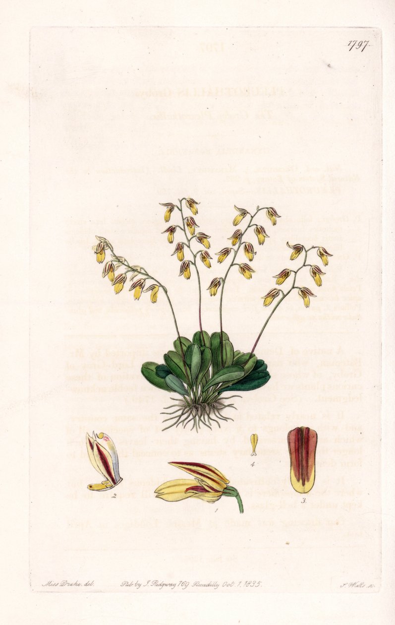 兰花:表皮细胞的变种--S.Watts雕刻的图版，来自Sarah Anne Drake（1803-1857）的插图，出自英国Sydenham Edwards（1768-1819）的植物学登记册 作者 西德纳姆·泰斯特·爱德华兹