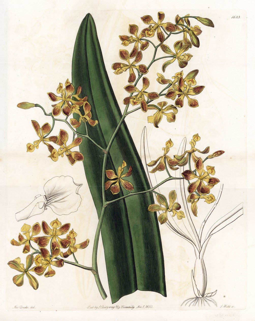 兰花：各种表皮 - S.Watts 雕刻的盘子，来自 Sarah Anne Drake (1803-1857) 的插图，来自英国 Sydenham Edwards (1768-1819) 的植物名录 作者 西德纳姆·泰斯特·爱德华兹