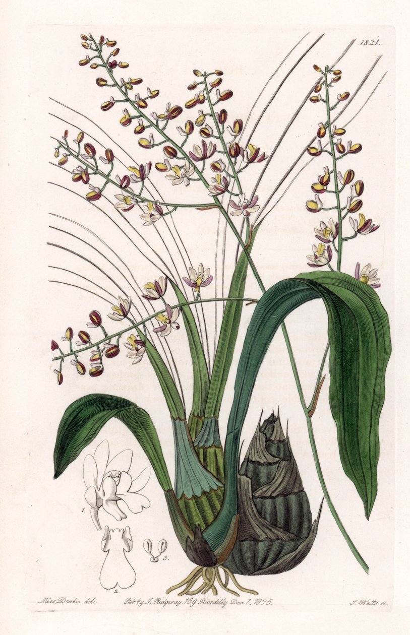 兰花：各种 eulophia - S.Watts 雕刻的盘子，来自 Sarah Anne Drake (1803-1857) 的插图，来自英国 Sydenham Edwards (1768-1819) 的植物名录 作者 西德纳姆·泰斯特·爱德华兹