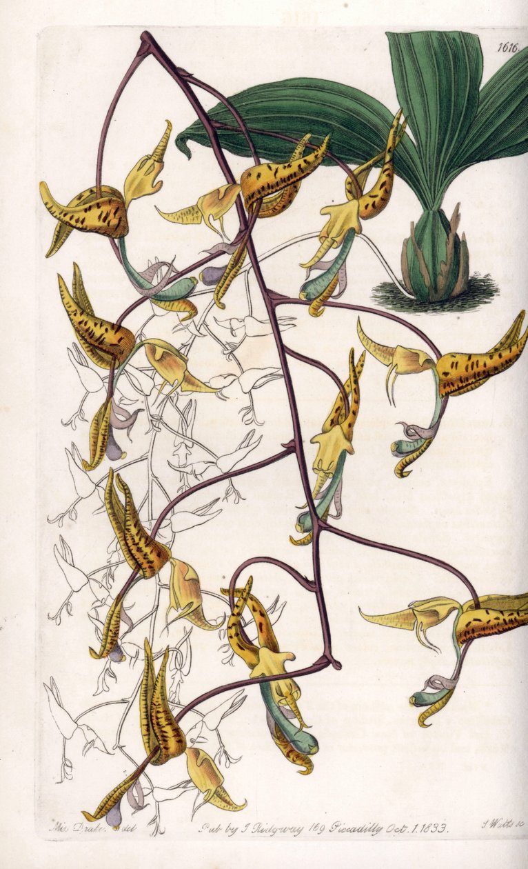兰花：gongora的变种，原产于南美洲--S.Watts刻板，来自Sarah Anne Drake（1803-1857）的插图，出自英国Sydenham Edwards（1768-1819）的植物学登记册 作者 西德纳姆·泰斯特·爱德华兹