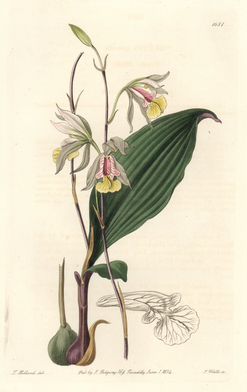 Orchidee, American Bletia - Water Forte by S. Watts from an illustration by T. Holland, from the Botanical Register 作者 西德纳姆·泰斯特·爱德华兹
