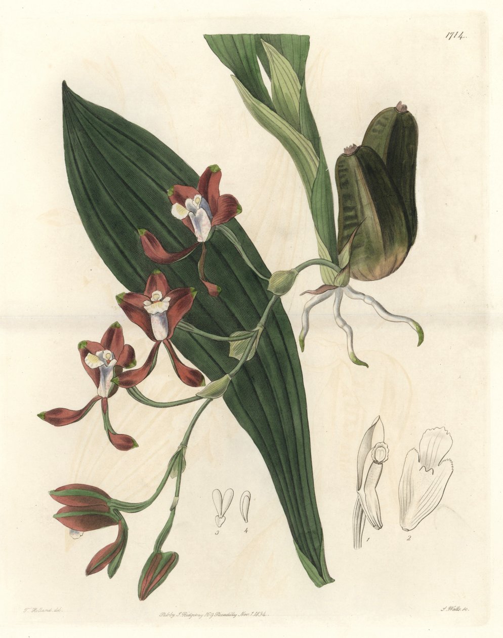 Orchidee Batemannia，原产于圭亚那--Water forte，由S. Watts根据T. Holland的插图创作，来自《植物志》。 作者 西德纳姆·泰斯特·爱德华兹
