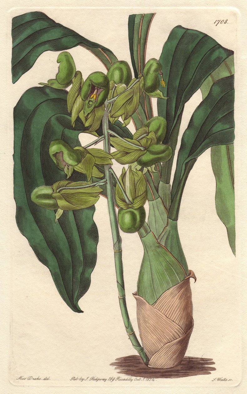 Orchidee Catasetum，原产于巴西--S.Watts根据Sarah Anne Drake（1803-1857）的插图创作的Water forte，出自《植物志》。 作者 西德纳姆·泰斯特·爱德华兹