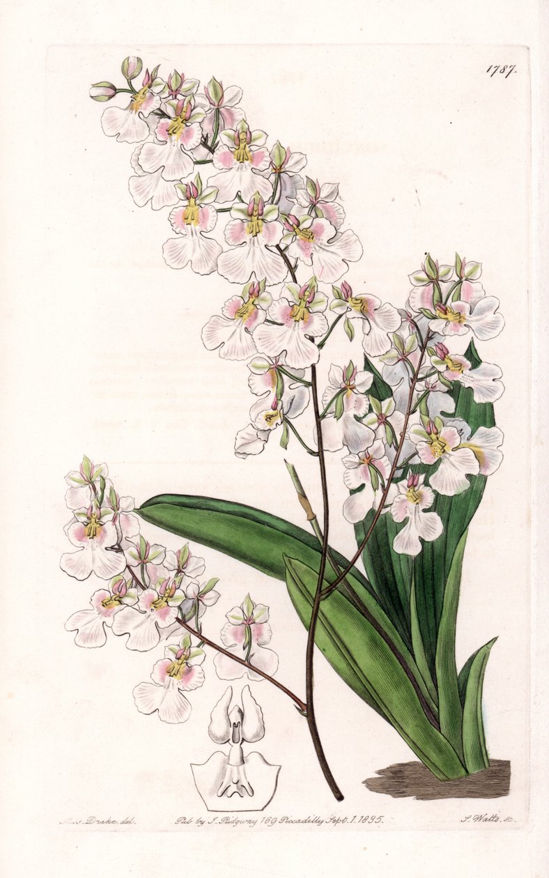兰花Tolumnia pulchella，牙买加的特有品种--由S.Watts雕刻，出自Sarah Anne Drake（1803-1857）的插图，出自英国Sydenham Edwards（1768-1819）的植物学登记册。 作者 西德纳姆·泰斯特·爱德华兹
