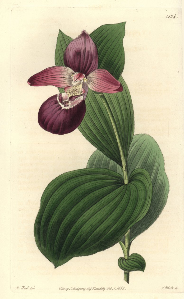 Orchidee clog of Venus有大花--大花蕙兰或大花瓢虫兰，Cypripedium macranthos。S. Watts根据M. Hart的插图进行的手绘铜版画，出自Sydenham Edwards的《植物志》。 作者 西德纳姆·泰斯特·爱德华兹
