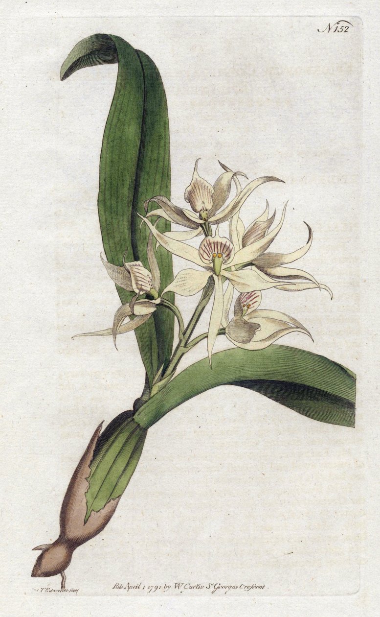 Orchidee epidendrum fragfumee - YDENHAM Edwards (1768-1819)的平版印刷，版式来自William Curtis (1746-1799)的《植物学杂志》。 作者 西德纳姆·泰斯特·爱德华兹