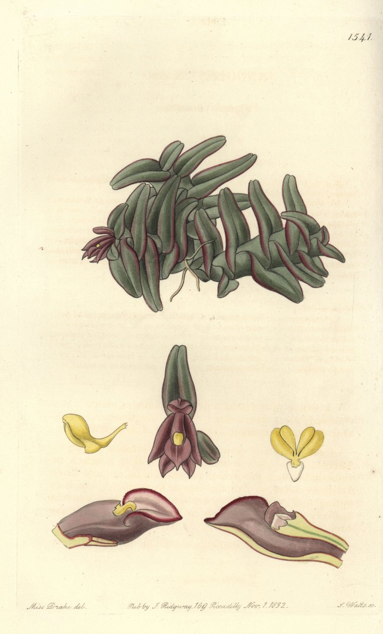 中美洲的Orchidee epidendrum - Epidendrum schlechterianum兰花（紫色nanodes，Nanodes discolor）。S. Watts根据Sydenham Edwards的《植物志》中Sarah Drake小姐的插图进行的手绘铜版画，Ridgeway, Lon 作者 西德纳姆·泰斯特·爱德华兹