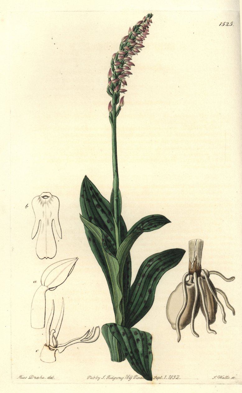 Orchidee neotine - 密花兰，Neotinea maculata（One-sized aceras, Aceras secundiflora）。S. Watts根据Sydenham Edwards的《植物志》中Sarah Drake小姐的插图进行的手绘铜版画，Ridgeway，伦敦 作者 西德纳姆·泰斯特·爱德华兹