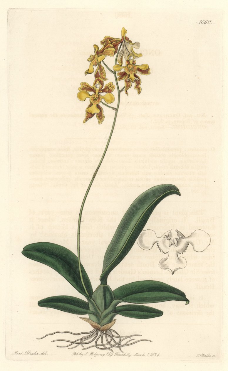 原产于巴西的黄色oncidium兰花--S.Watts根据Sarah Anne Drake（1803-1857）的插图创作的Water forte，出自《植物志》。 作者 西德纳姆·泰斯特·爱德华兹