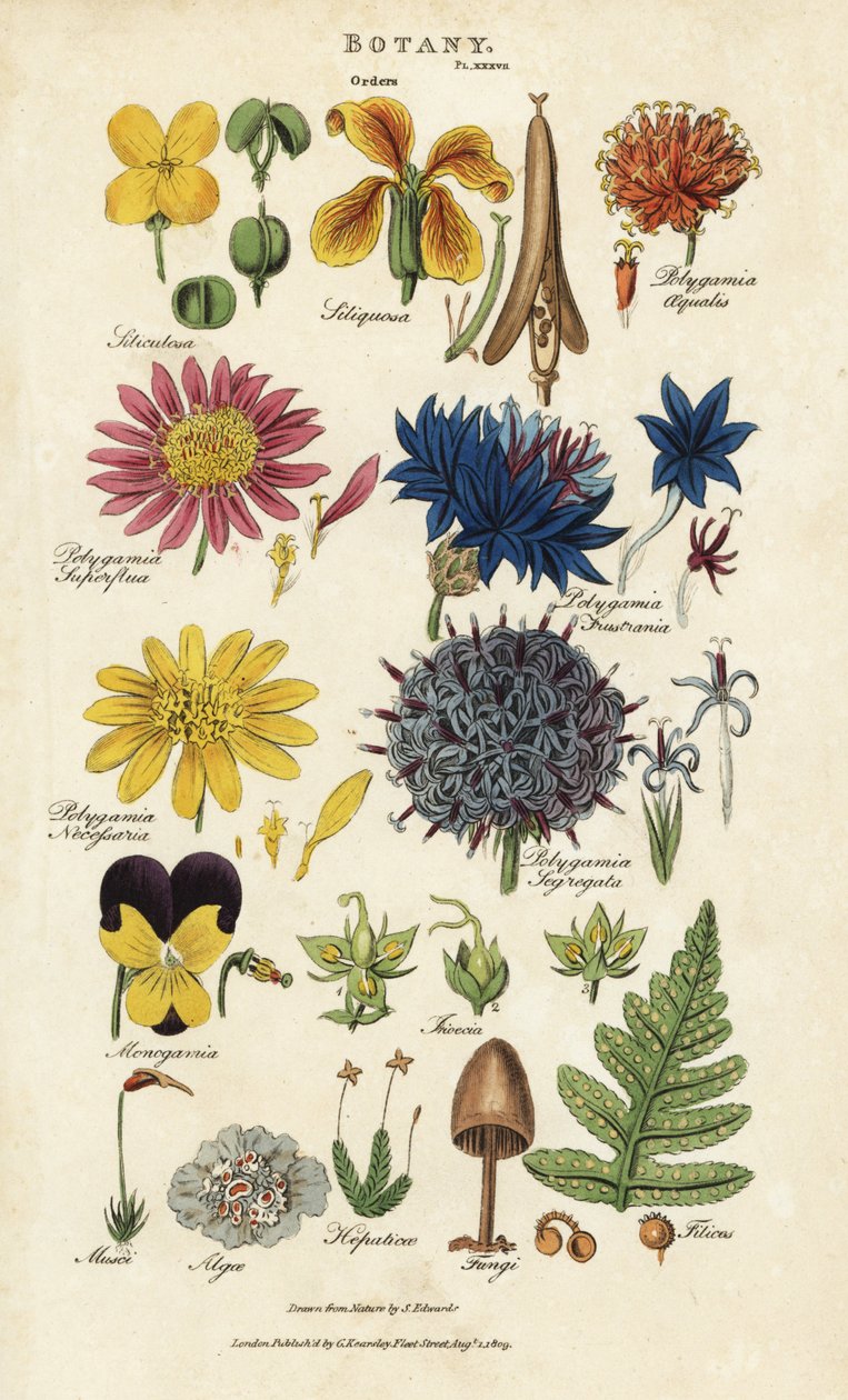 花序。Siliculosa, Seliquosa, Polygamia, Monogamia, Filicus, Fungi, etc.根据Sydenham Edwards设计的手绘铜版画，出自John Mason Good的Pantologia，一部新的百科全书，G. Kearsley，伦敦 作者 西德纳姆·泰斯特·爱德华兹