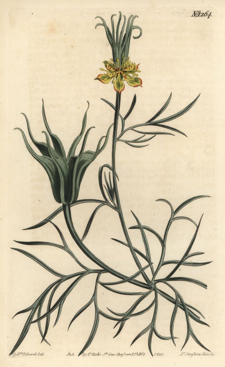 东方茴香花 - 东方茴香花，Nigella orientalis。F. Sansom Jr.根据Sydenham Edwards的插图进行的手绘铜版画，出自William Curtis的植物杂志，T. Curtis，伦敦 作者 西德纳姆·泰斯特·爱德华兹
