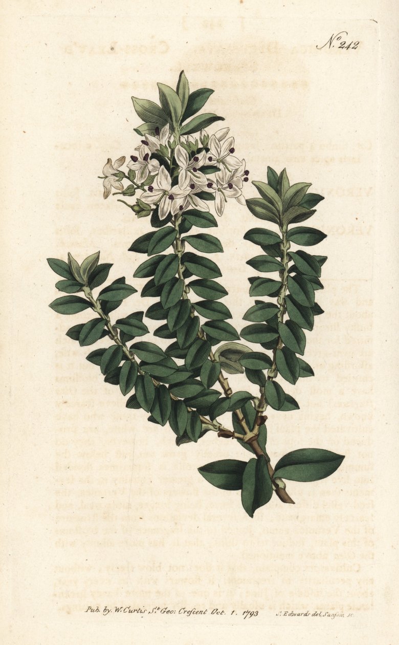 Ouessant桃金娘或椭圆椎花--横叶速生草，Veronica decussata。Sansom根据Sydenham Edwards的插图进行的手绘铜版画，伦敦William Curtis的植物学杂志。 作者 西德纳姆·泰斯特·爱德华兹