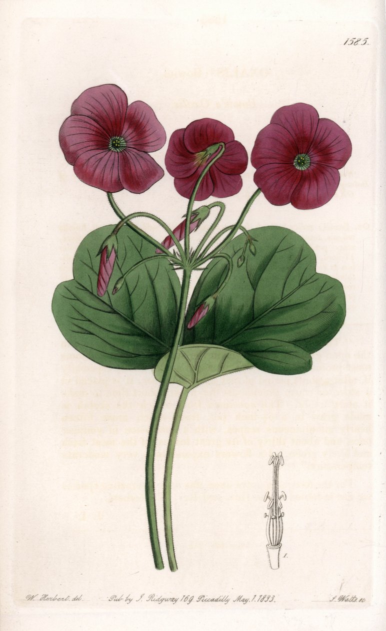 Oxalis de Bowie--由S.Watts雕刻的图版，来自Sarah Anne Drake（1803-1857）的插图，出自英国Sydenham Edwards（1768-1819）的植物学登记册。 作者 西德纳姆·泰斯特·爱德华兹