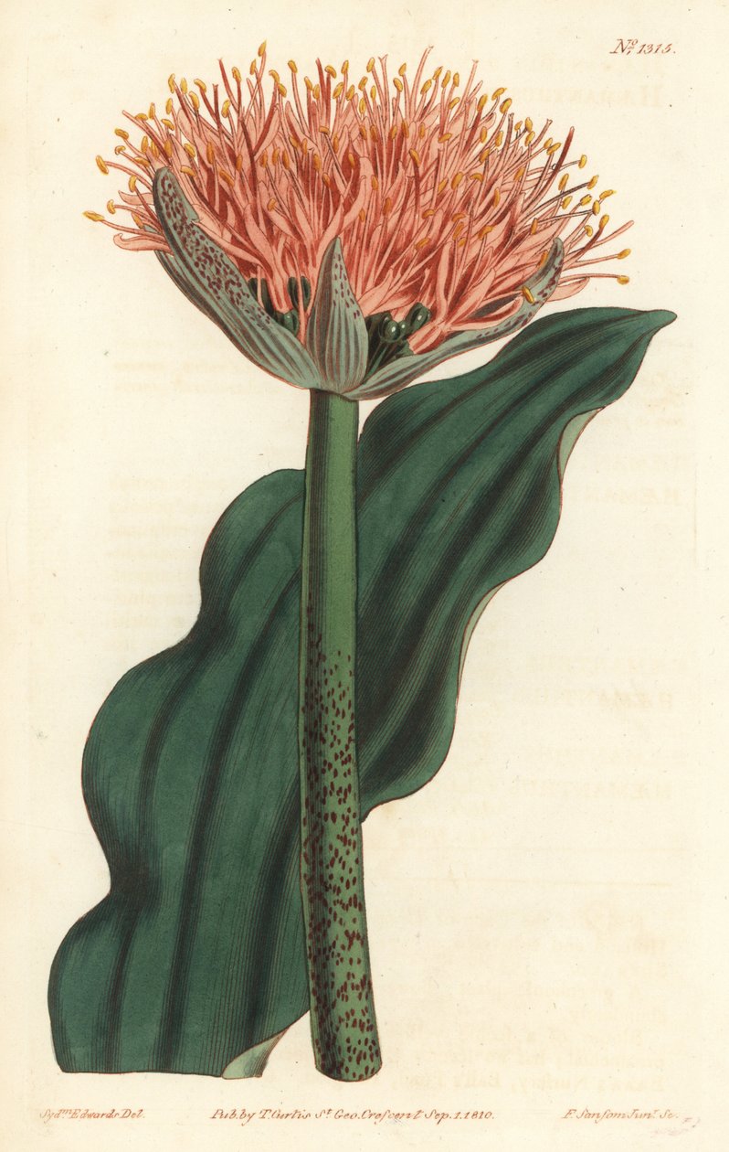 画笔百合，Scadoxus puniceus（波叶血花，Haemanthus puniceus）。F. Sansom Jr.根据Sydenham Edwards的插图进行的手绘铜版画，出自William Curtis的植物学杂志，T. Curtis，伦敦 作者 西德纳姆·泰斯特·爱德华兹