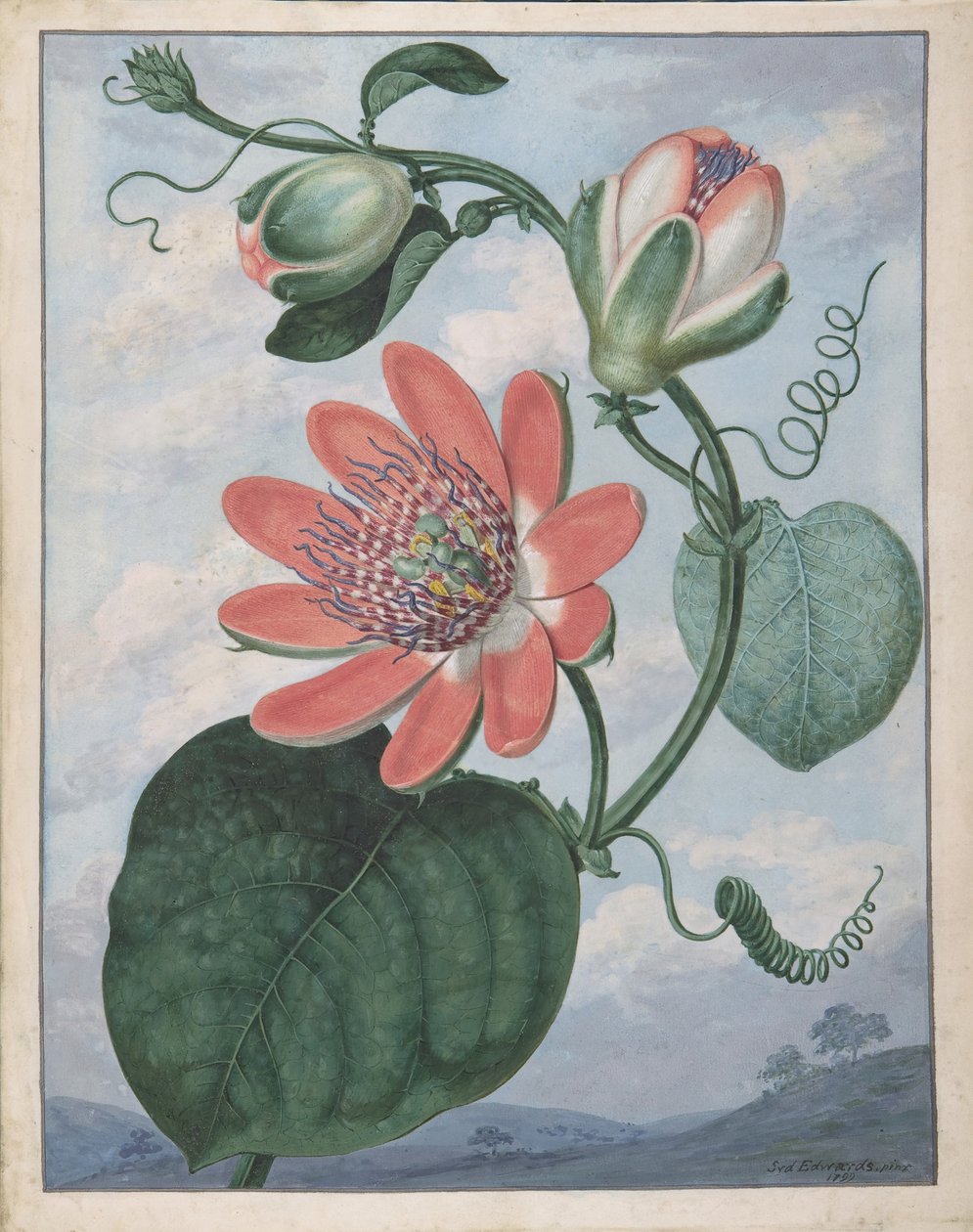 西番莲，1799年。 作者 西德纳姆·泰斯特·爱德华兹