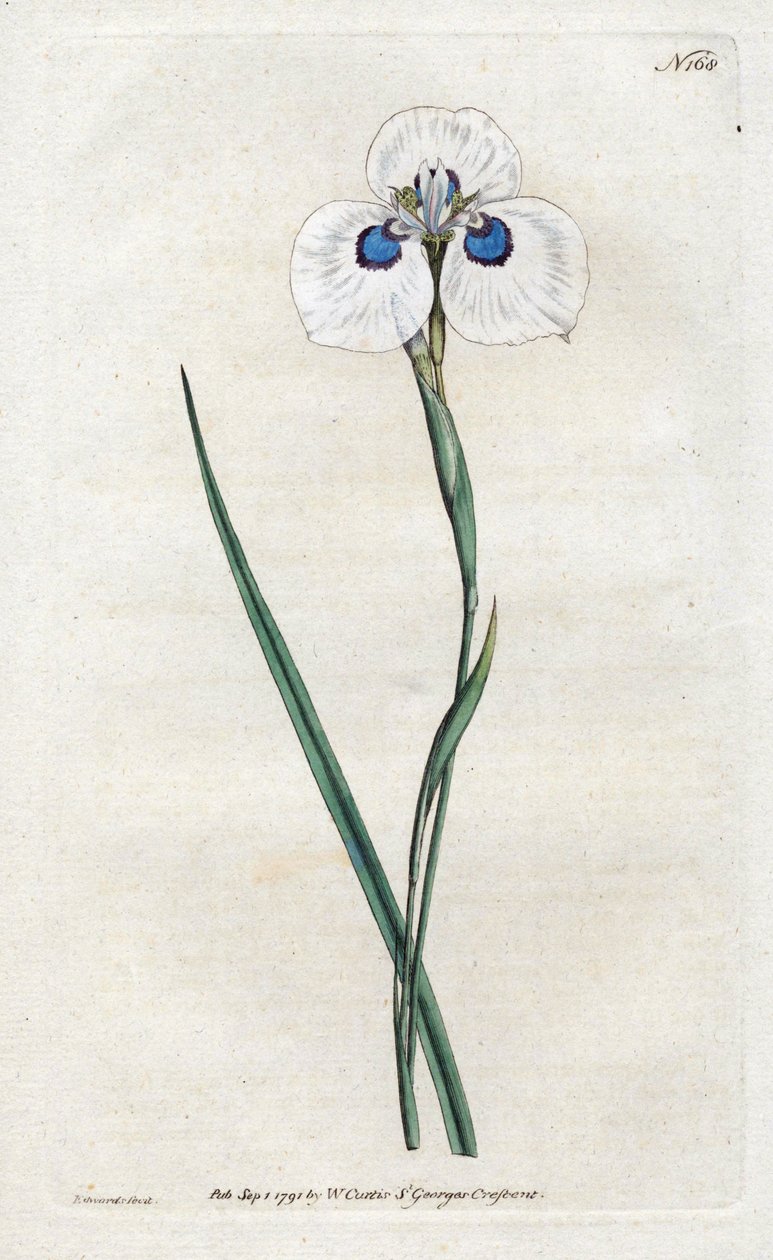 孔雀鸢尾花--西登纳姆-爱德华兹（1768-1819）的石版画，版式来自威廉-柯蒂斯的植物杂志（1746-1799）。 作者 西德纳姆·泰斯特·爱德华兹