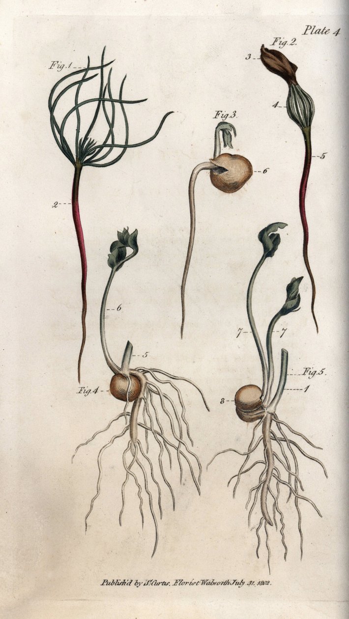 豌豆，豆科种子有不同的发芽阶段。彩色铜版画，由Sydenham Edwards（1768-1819）为兰贝斯植物园（英国）的植物学会议绘制的插图。 作者 西德纳姆·泰斯特·爱德华兹