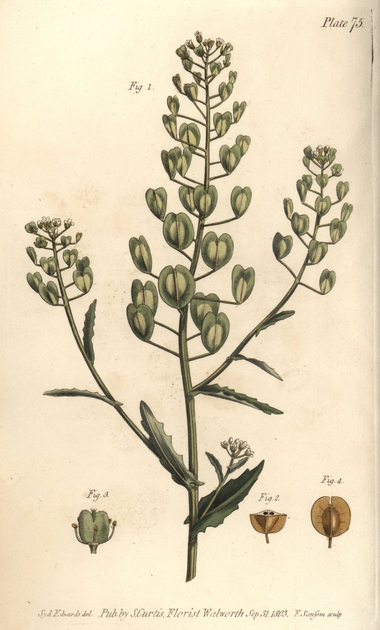 Pennycress, Thlaspi arvense, Siliculosa.F. Sansom的手绘铜版画，是Sydenham Edwards为William Curtis在兰贝斯植物园的植物学讲座所做的植物学插图。 作者 西德纳姆·泰斯特·爱德华兹