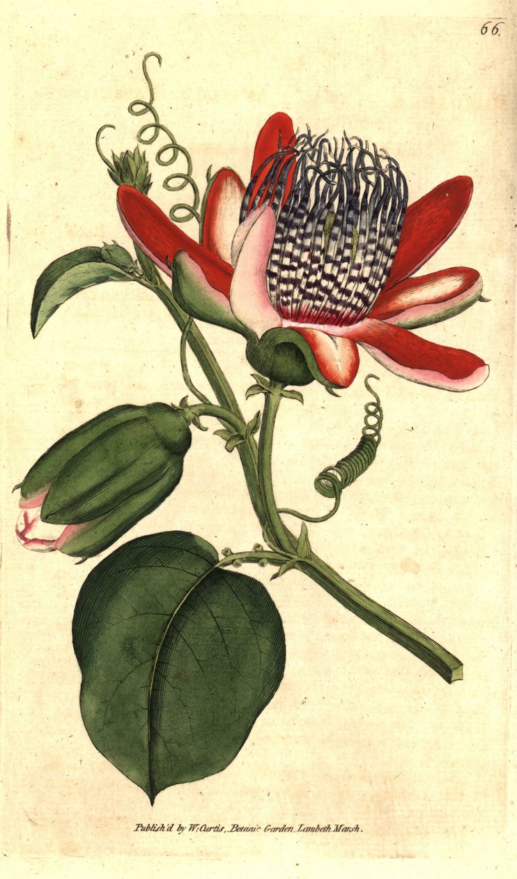 Perfumee grenadilla（或refresco maracuja）--（翼状西番莲，西番莲。根据詹姆斯-索尔比的植物学插图手绘的铜版画，出自威廉-柯蒂斯的《植物学杂志》，伦敦兰贝斯沼泽。 作者 西德纳姆·泰斯特·爱德华兹