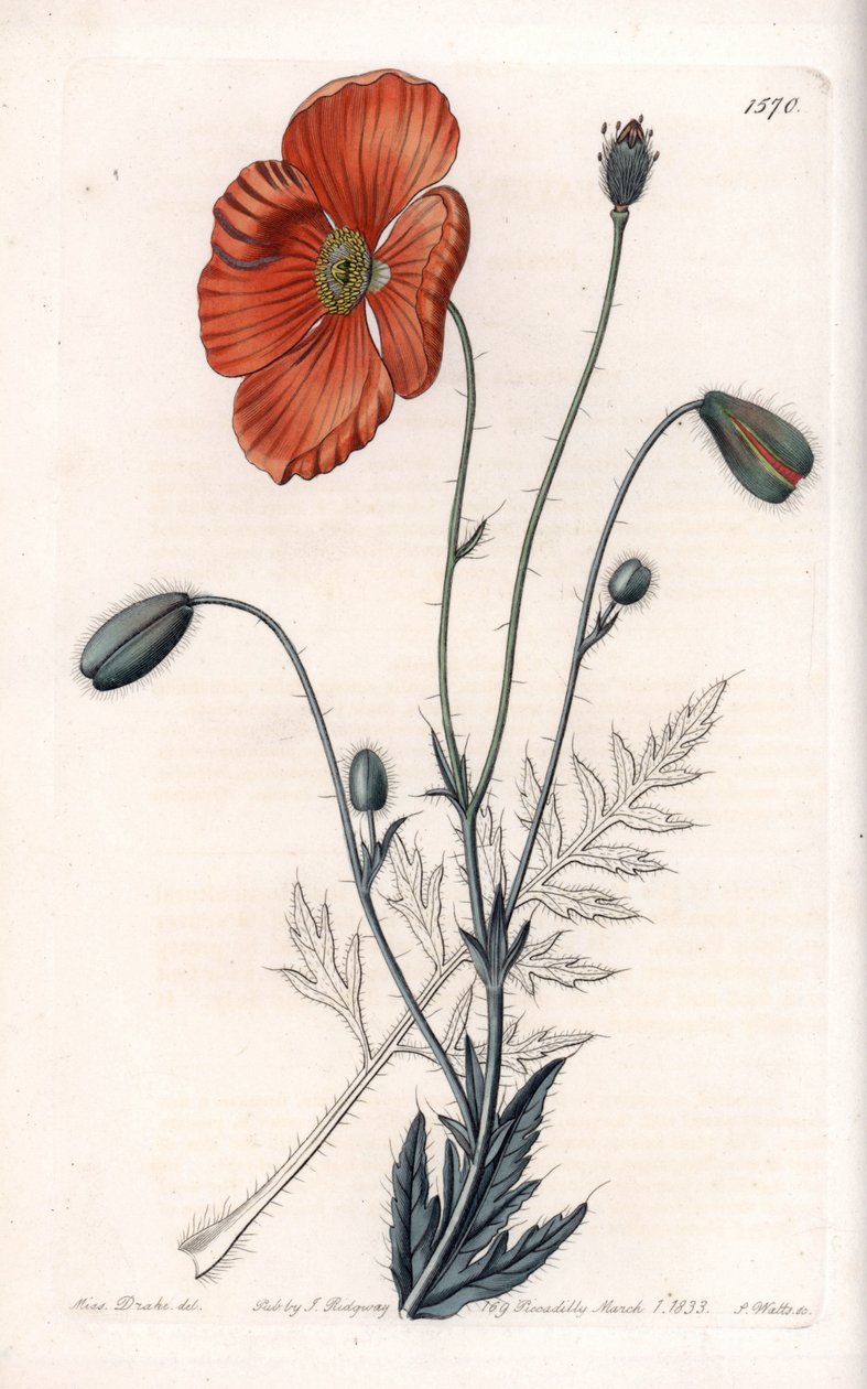 波斯罂粟变种--由S.Watts雕刻，出自莎拉-安妮-德雷克（1803-1857）的插图，出自英国西登纳姆-爱德华兹（1768-1819）的植物学登记册。 作者 西德纳姆·泰斯特·爱德华兹