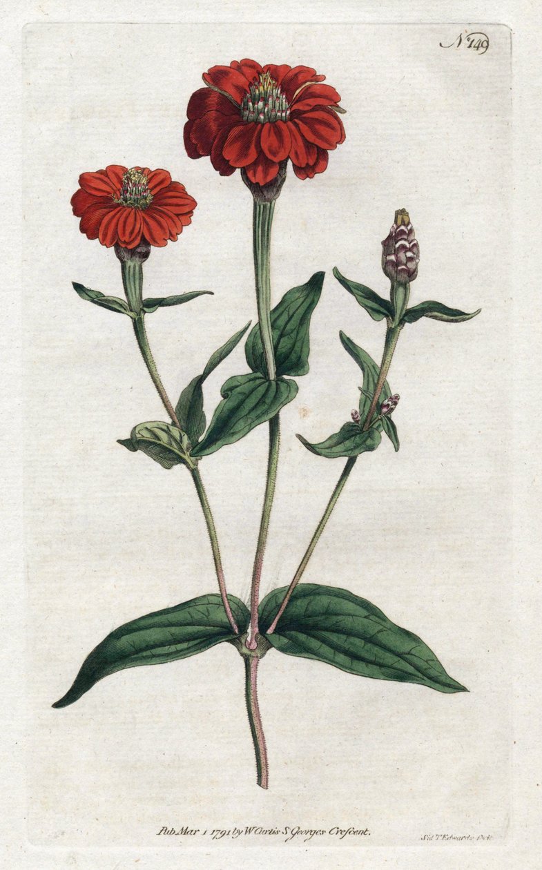 秘鲁紫荆花--西登纳姆-爱德华兹（1768-1819）的石版画，出自威廉-柯蒂斯（1746-1799）的《植物学杂志》。 作者 西德纳姆·泰斯特·爱德华兹