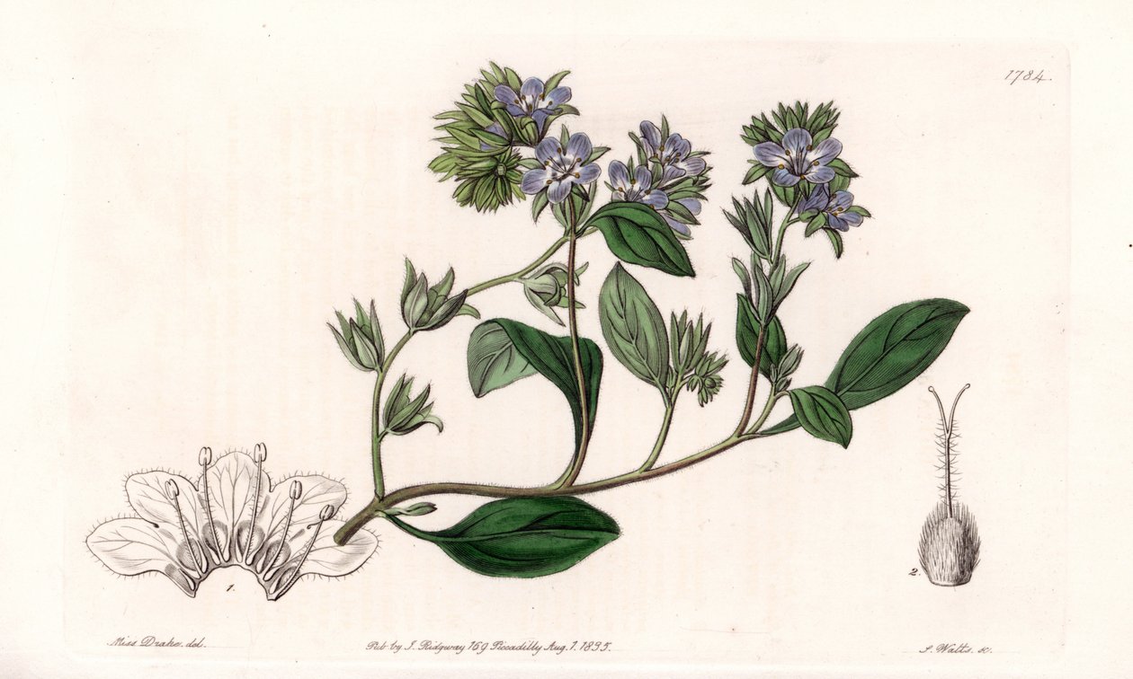 加州特有的Phacelia--S.Watts雕刻的，来自Sarah Anne Drake（1803-1857）的插图，出自英国Sydenham Edwards（1768-1819）的植物学登记册。 作者 西德纳姆·泰斯特·爱德华兹