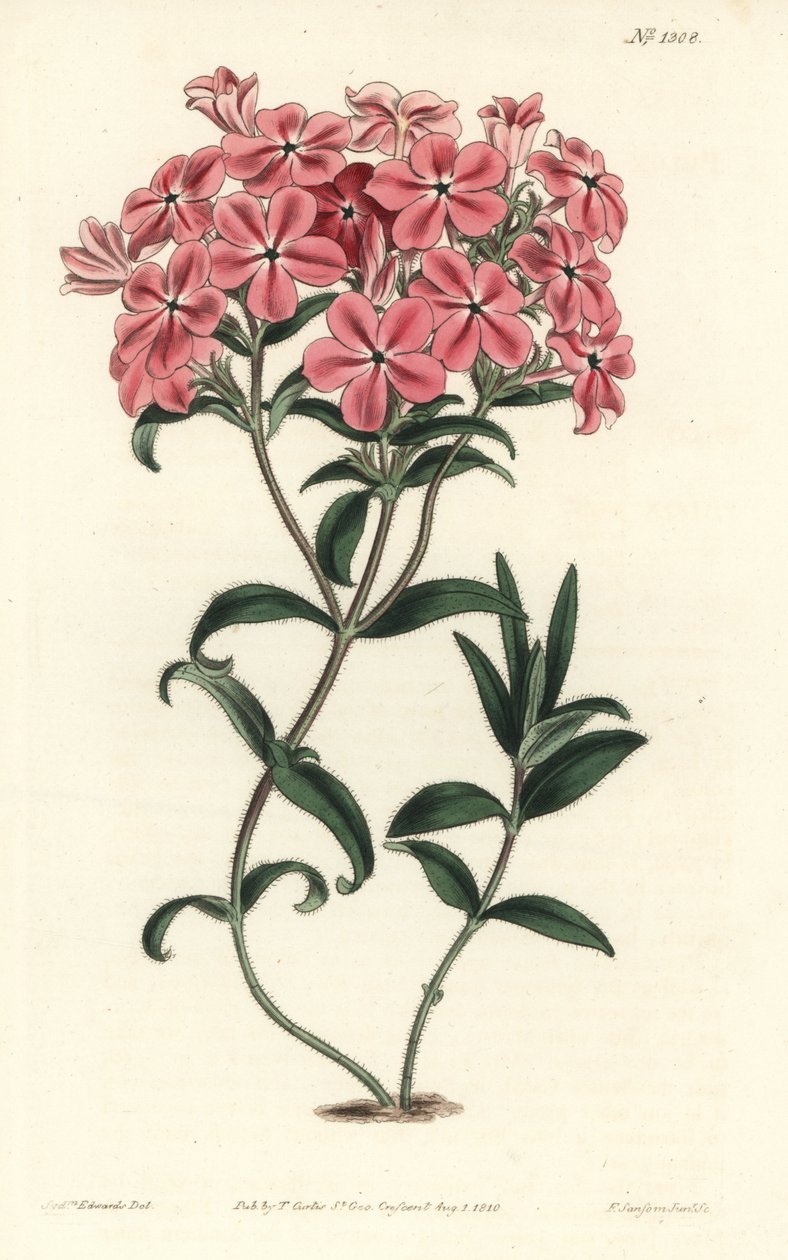 Phlox de la Caroline或Jaume Saint Hilaire--弗雷泽的多毛凤仙花，Phlox amoena。F. Sansom Jr.根据Sydenham Edwards的插图进行的手绘铜版画，出自William Curtis的植物学杂志，T. Curtis，伦敦 作者 西德纳姆·泰斯特·爱德华兹