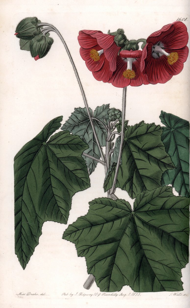 Phymosia variete，红花，原产于墨西哥--由S.Watts雕刻，出自Sarah Anne Drake（1803-1857）的插图，出自英国Sydenham Edwards（1768-1819）的植物学登记册。 作者 西德纳姆·泰斯特·爱德华兹