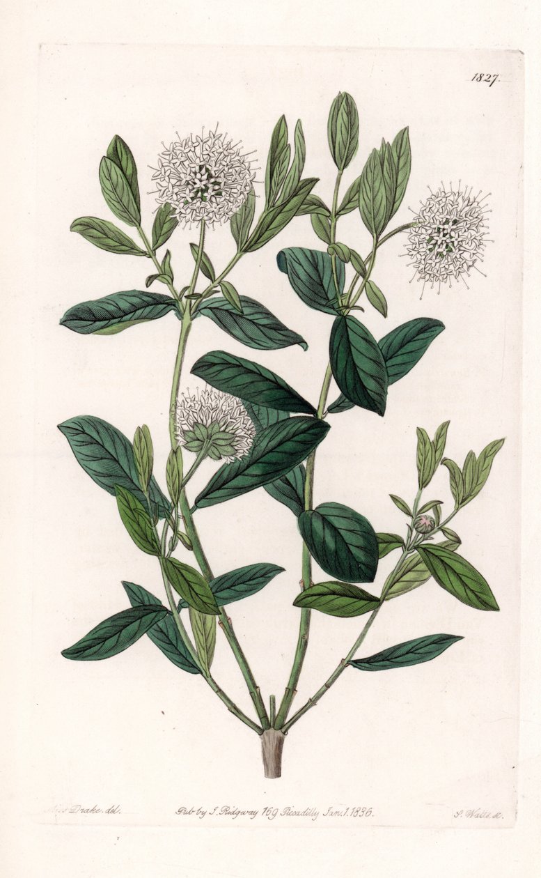 Pimelea Variete - S.Watts雕刻的图版，来自Sarah Anne Drake（1803-1857）的插图，出自英国Sydenham Edwards（1768-1819）的植物学登记册。 作者 西德纳姆·泰斯特·爱德华兹