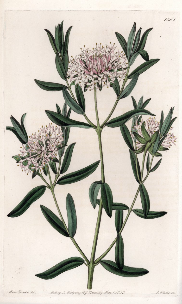 Pimelea sylvestris，原产于澳大利亚--由S.Watts雕刻，出自Sarah Anne Drake（1803-1857）的插图，出自英国Sydenham Edwards（1768-1819）的植物学登记册。 作者 西德纳姆·泰斯特·爱德华兹
