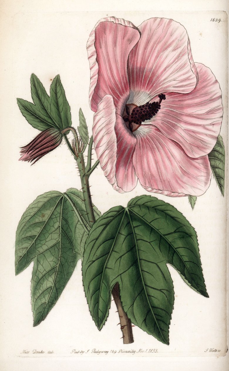 粉红色的芙蓉花--S.Watts雕刻的图版，出自莎拉-安妮-德雷克（1803-1857）的插图，出自英国西登纳姆-爱德华兹（1768-1819）的植物学登记册。 作者 西德纳姆·泰斯特·爱德华兹