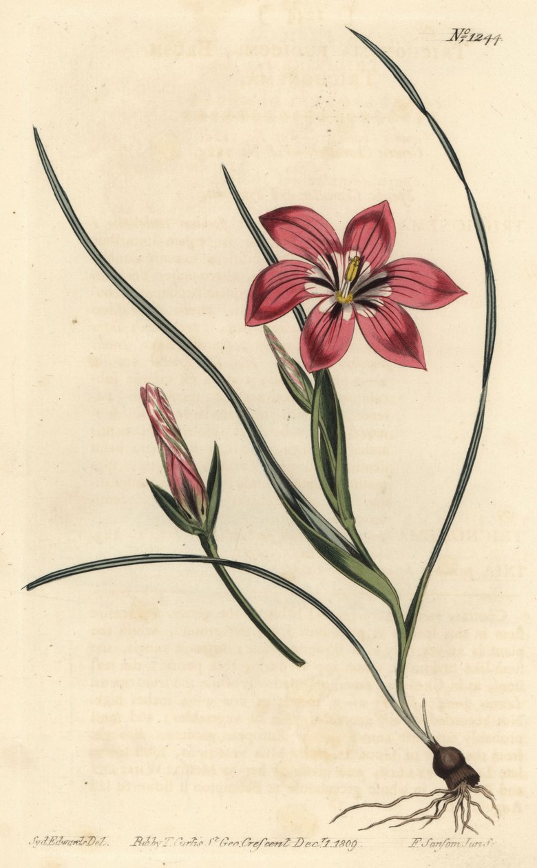 粉红色的froetang, Romulea flava (Blush trichonema, Trichonema pudicum)。F. Sansom Jr.根据Sydenham Edwards的插图进行的手绘铜版画，出自William Curtis的植物学杂志，T. Curtis，伦敦 作者 西德纳姆·泰斯特·爱德华兹