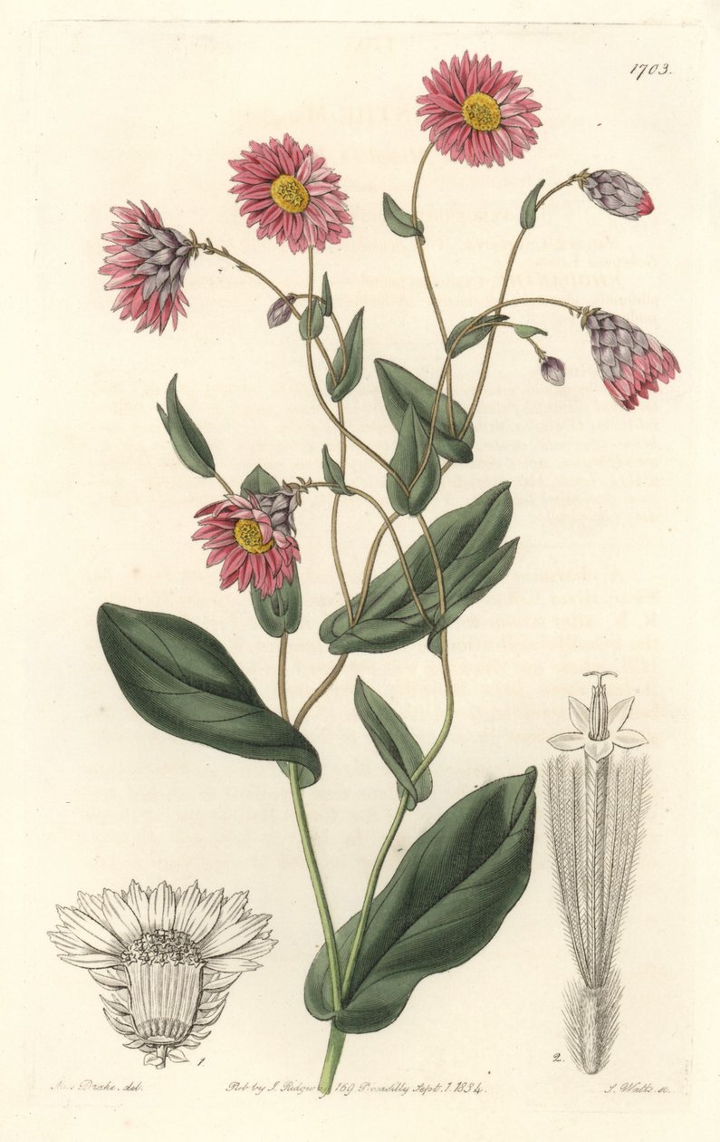 粉红色的杜鹃花，原产于澳大利亚--S. Watts strong water，来自Sarah Anne Drake（1803-1857）的插图，出自《植物志》。 作者 西德纳姆·泰斯特·爱德华兹