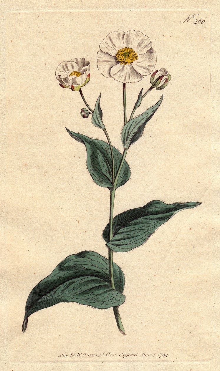 蕉叶毛茛，白花黄心。蕉叶乌贼，白花黄眼。毛茛属植物amplexicaulis。手绘铜版画，来自威廉-柯蒂斯的 "植物学插图"，由西登纳姆-爱德华兹绘制。 作者 西德纳姆·泰斯特·爱德华兹
