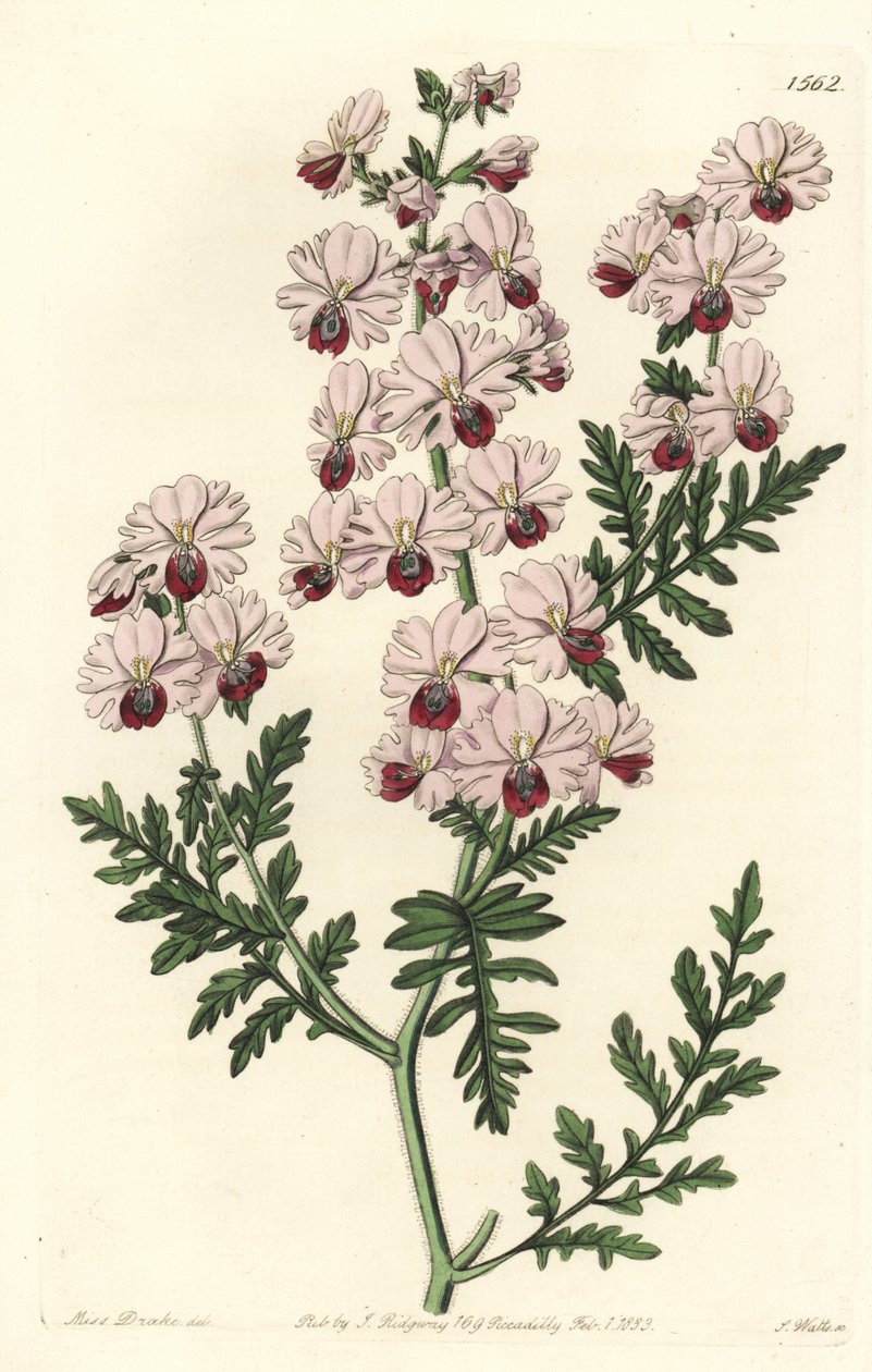 穷人的兰花，矮小的凤尾兰品种，凤尾兰（Schizanthus pinnatus humilis）。S. Watts根据Sydenham Edwards的《植物志》中Sarah Drake小姐的插图进行的手绘铜版画，伦敦Ridgeway。 作者 西德纳姆·泰斯特·爱德华兹