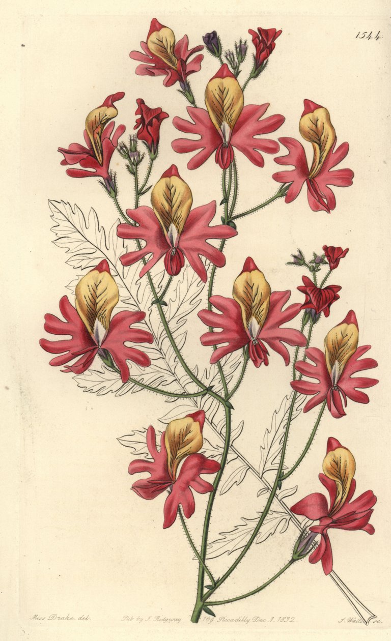穷人的兰花，Schizanthus grahamii（Blunt-petalled schizanthus，Schizanthus retus）。S. Watts根据Sydenham Edwards的《植物志》中Sarah Drake小姐的插图进行的手绘铜版画，Ridgeway，伦敦 作者 西德纳姆·泰斯特·爱德华兹