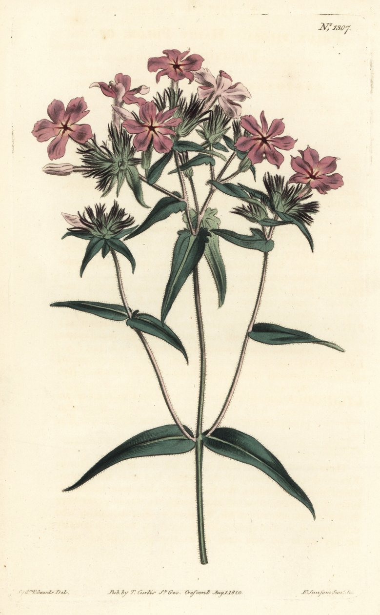 草原福禄考 - 毛福禄考或lychnidea，福禄考。 由 F. Sansom Jr. 手工彩色铜版雕刻，由来自伦敦 T. Curtis 威廉柯蒂斯植物学杂志的 Sydenham Edwards 绘制 作者 西德纳姆·泰斯特·爱德华兹