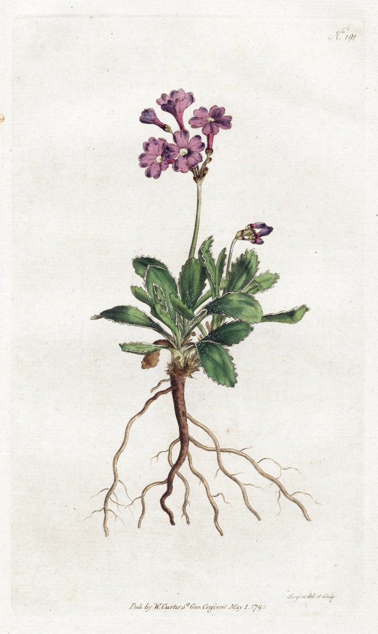 Primevere marginee - Sydenham Edwards（1768-1819）的石版画，版式来自William Curtis的植物杂志（1746-1799）。 作者 西德纳姆·泰斯特·爱德华兹