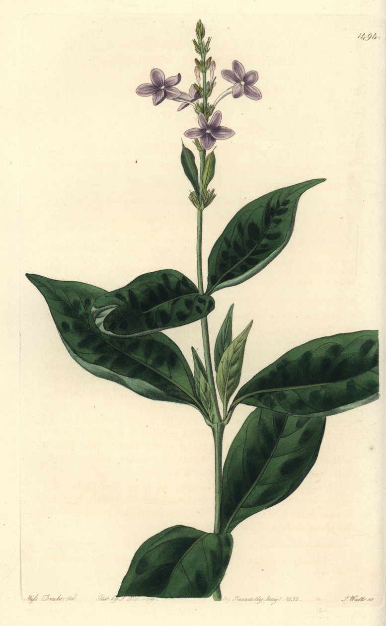 Pseuderanthemum faecundum (Ever-blowing eranthemum, Eranthemum faecundum)。S. Watts根据Sydenham Edwards的《植物志》中Sarah Drake小姐的插图进行的手绘铜版画，Ridgeway，伦敦 作者 西德纳姆·泰斯特·爱德华兹
