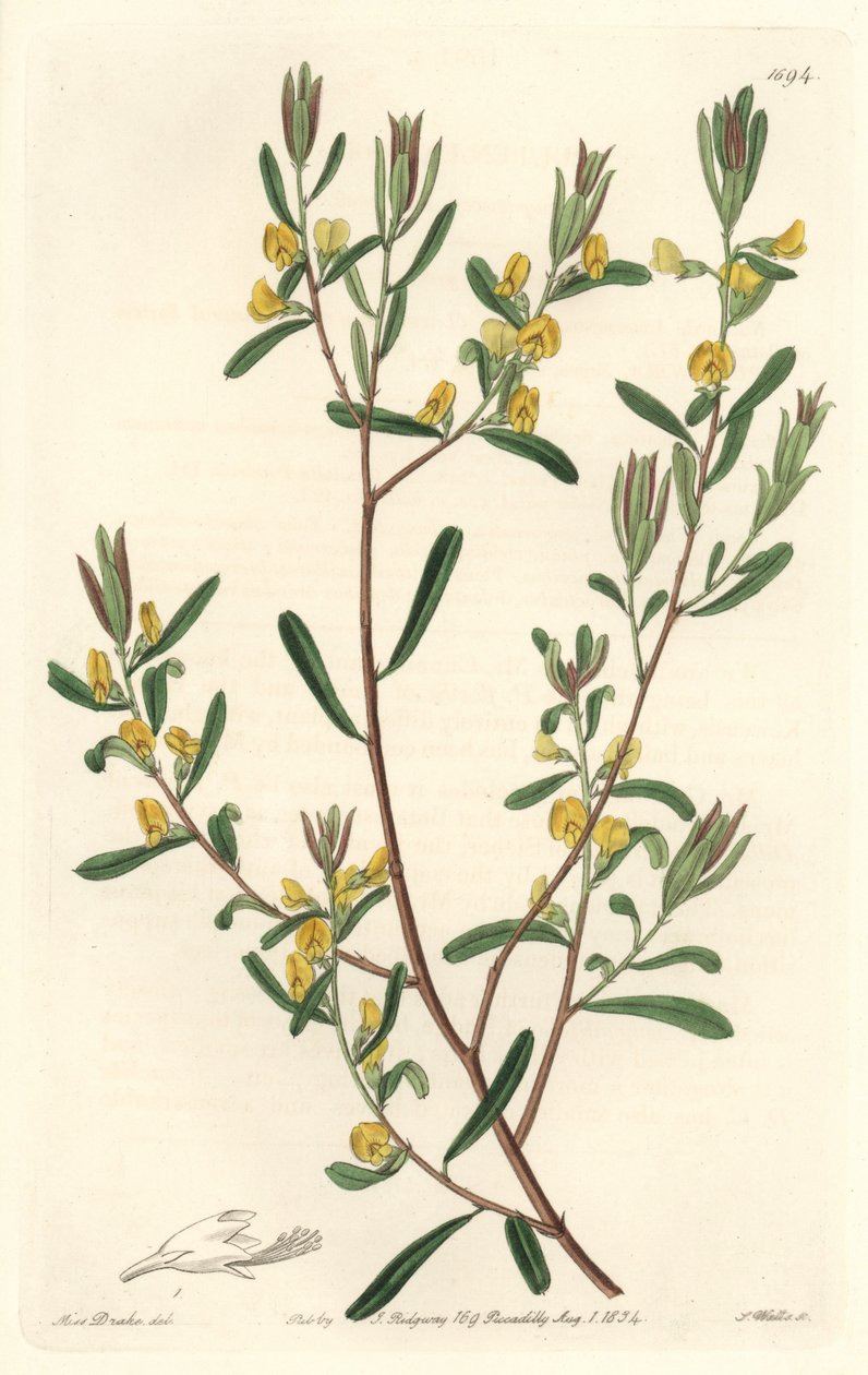 Pultanea flexilis，原产于澳大利亚--S. Watts strong water，来自Sarah Anne Drake（1803-1857）的插图，出自《植物志》。 作者 西德纳姆·泰斯特·爱德华兹