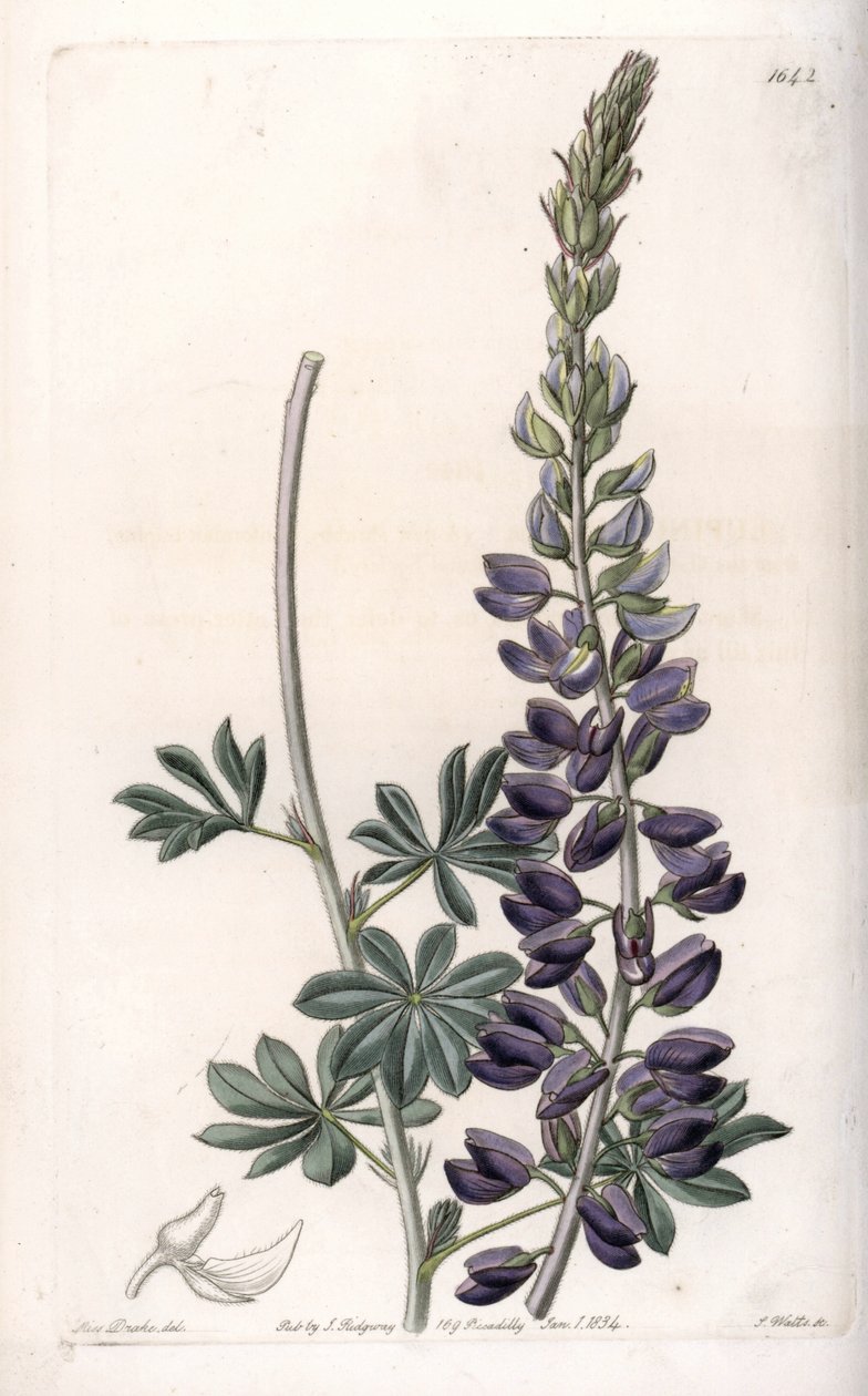 紫色羽扇豆变种--由S.Watts雕刻，出自莎拉-安妮-德雷克（1803-1857）的插图，出自英国西登纳姆-爱德华兹（1768-1819）的植物学记录。 作者 西德纳姆·泰斯特·爱德华兹