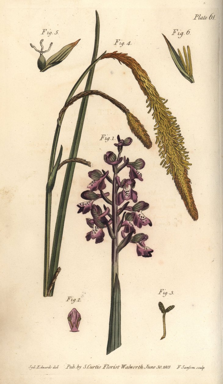 紫色的兰花，Orchis mascula，Gynandria 作者 西德纳姆·泰斯特·爱德华兹