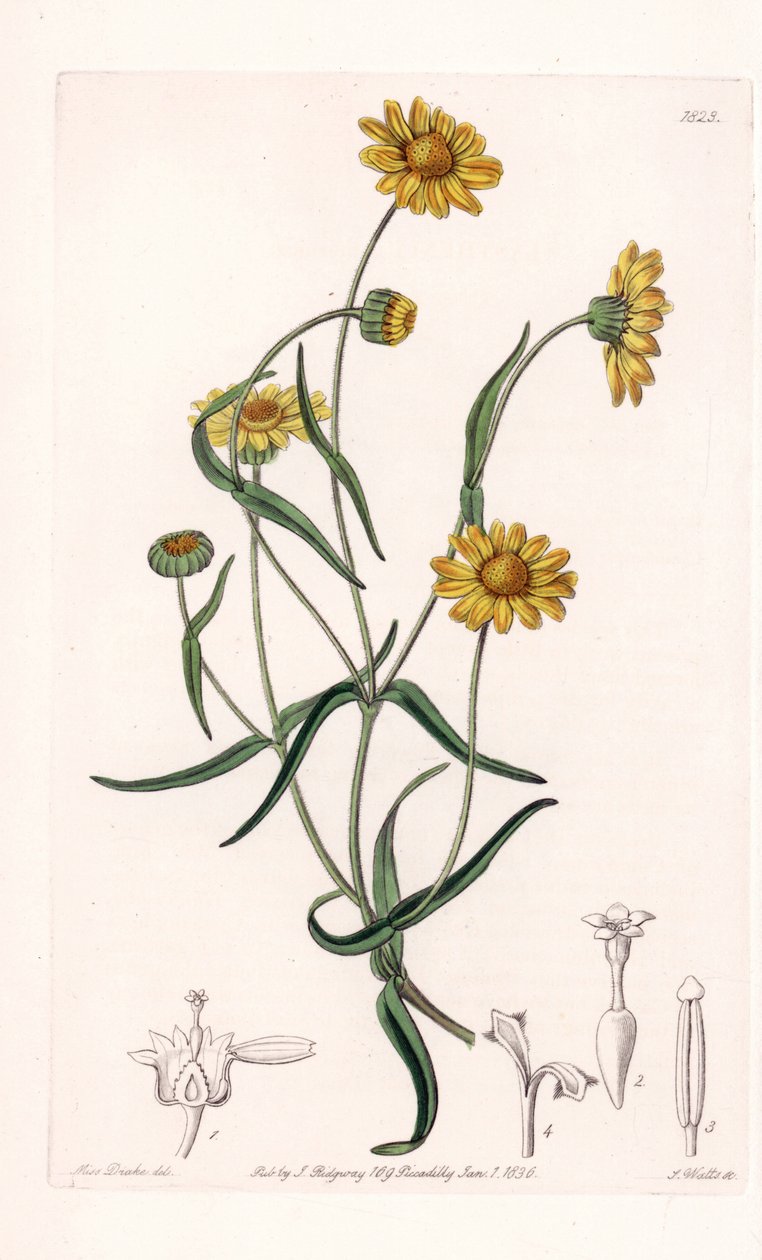 加利福尼亚州的雏菊女王 - 由 S.Watts 雕刻，来自 Sarah Anne Drake (1803-1857) 的插图，来自英国 Sydenham Edwards (1768-1819) 的植物名录 作者 西德纳姆·泰斯特·爱德华兹