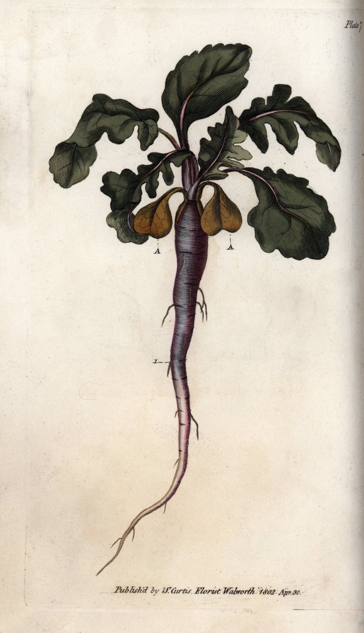 萝卜，potagere根。彩色铜版画，由Sydenham Edwards（1768-1819）为兰贝斯植物园（英国）的植物学会议提供的插图。 作者 西德纳姆·泰斯特·爱德华兹