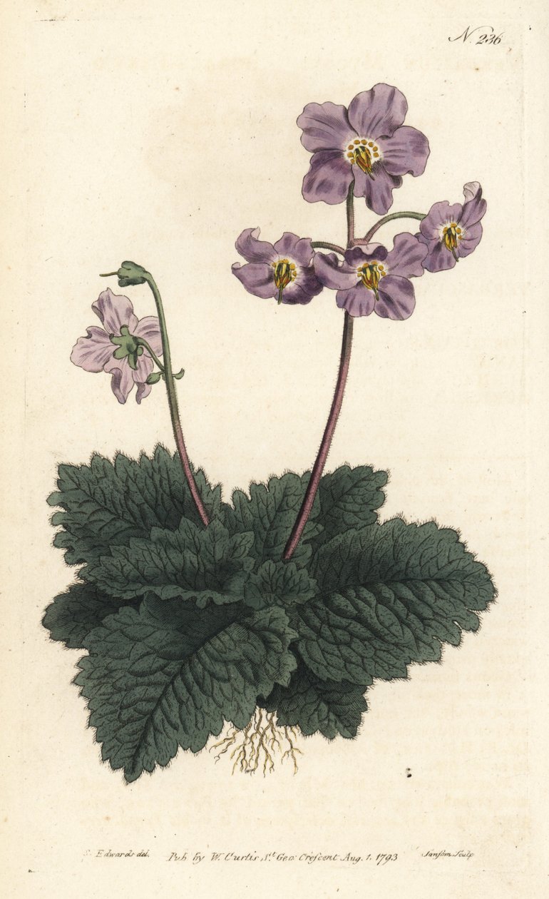 Pyrenees的Ramondy（或ramonde）--Pyrenean紫罗兰，Ramonda myconi（Borage-Lev