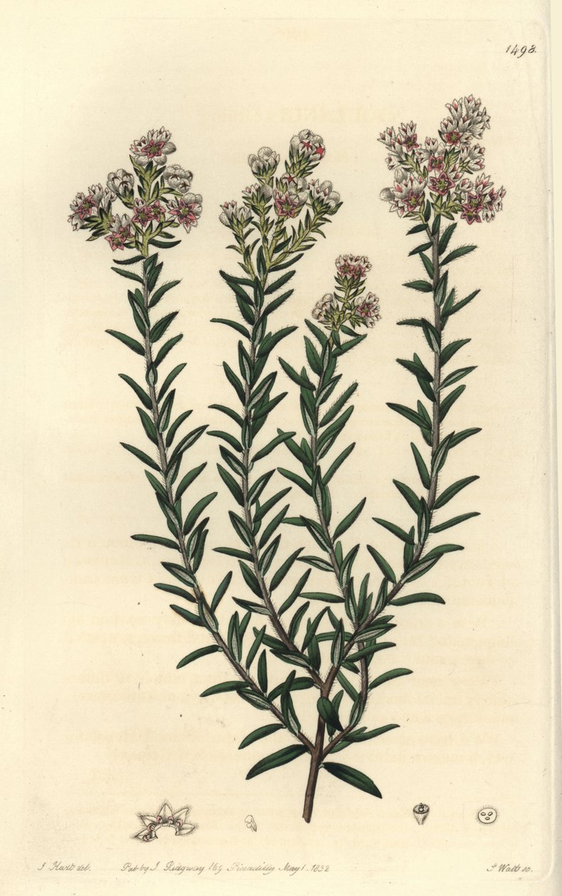 红毛丹参，Soulangia rubra。S. Watts根据J. Hart的插图进行的手绘铜版画，出自Sydenham Edwards的植物志，伦敦Ridgeway。 作者 西德纳姆·泰斯特·爱德华兹