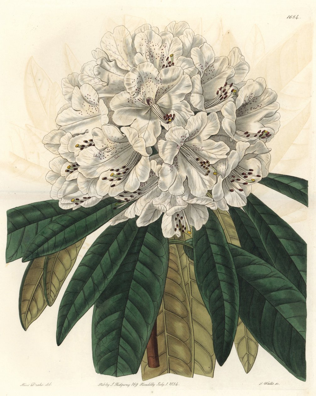 开白花的杜鹃花或杜鹃花，原产于尼泊尔--沃茨（S. Watts）根据莎拉-安妮-德雷克（1803-1857）的插图所做的Water forte，出自《植物志》。 作者 西德纳姆·泰斯特·爱德华兹