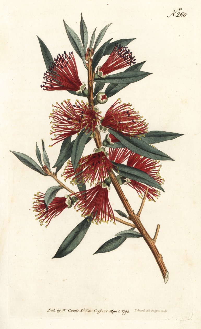 Rince bottle citrine, bottle rinse or red pin plant - Crimson bottlebrush, Callistemon citrinus（Harsh-Lev