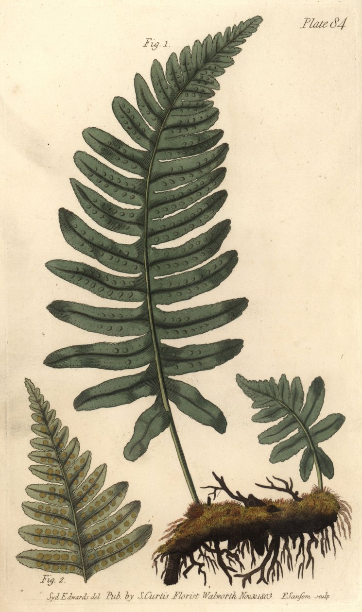 岩盖蕨或多肉植物，Polypodium vulgare，Filices。F. Sansom的手绘铜版画，是Sydenham Edwards为William Curtis在兰贝斯植物园的植物学讲座所做的植物学插图。 作者 西德纳姆·泰斯特·爱德华兹